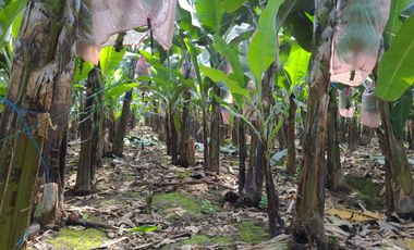 Hacienda de Venta en Milagro