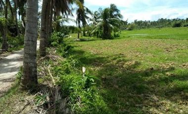 Agricultural Land in Tuyom, Carcar City, Cebu