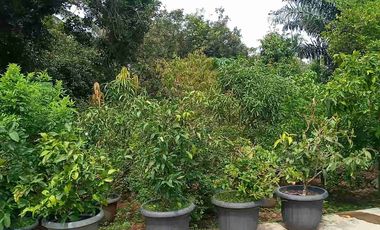 DIJUAL RUMAH SEMI VILLA LUAS TANAH 1001 M2 DIPURWAKARTA