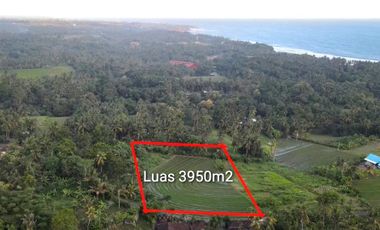 Ocean view land sale 3950m² in Bonian Selemadeg Tabanan