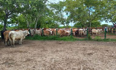 VENTA DE FINCA SAN MARTIN, CESAR