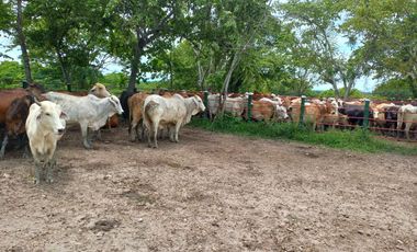 VENTA DE FINCA SAN MARTIN, CESAR