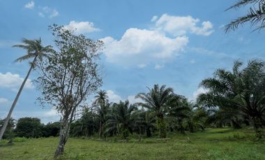 4 Rai of land with palm plantation close to Natai beach for sale in Phangnga