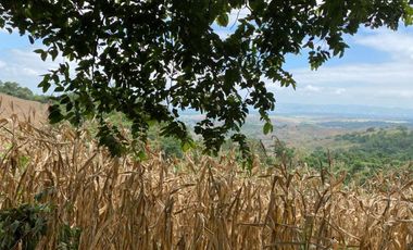 Finca de Venta en san vicente manabi