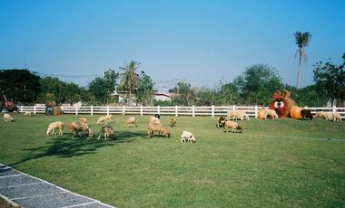 ขายด่วน ///ลดราคาพิเศษ/// คาเฟ่ฟาร์ม พื้นที่ 44ไร่ พร้อม ร้านอาหาร ร้านกาแฟ สนามฟุตบอล รีสอร์ท 10ห้อง โรงเรือน  3หลัง ดอนตูม นครปฐม