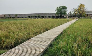 ขายด่วน ///ลดราคาพิเศษ/// คาเฟ่ฟาร์ม พื้นที่ 44ไร่ พร้อม ร้านอาหาร ร้านกาแฟ สนามฟุตบอล รีสอร์ท 10ห้อง โรงเรือน  3หลัง ดอนตูม นครปฐม