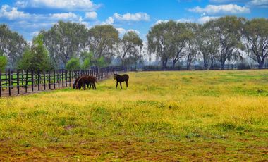 TALCA!! SAN CLEMENTE!! SE VENDE BELLO HARAS O TERRENO PARA INVERSION INMOBILIARIA