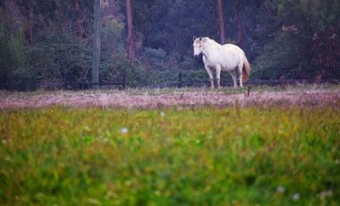 TALCA!! SAN CLEMENTE!! SE VENDE BELLO HARAS O TERRENO PARA INVERSION INMOBILIARIA