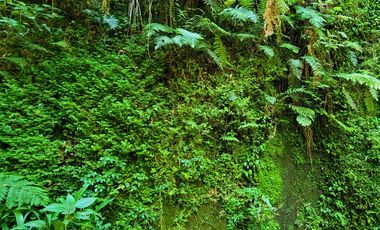 HERMOSO TERRENO CON UNA CASCADA.  EN TENANGO DE DORIA