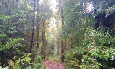 Terreno de dos hectáreas en Huiro comuna Corral