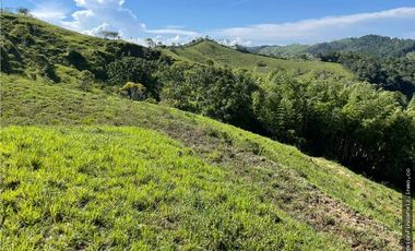 Venta Finca Ganadera Maceo Antioquia
