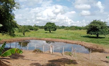 SE VENDE FINCA GANADERA DE 450 HECTÁREAS, EN SAN PELAYO CORDOBA 30 MILLONES HECTAREA