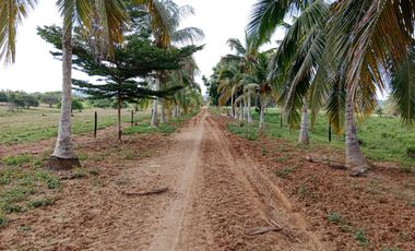 SE VENDE FINCA GANADERA DE 450 HECTÁREAS, EN SAN PELAYO CORDOBA 30 MILLONES HECTAREA