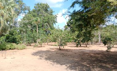 SE VENDE FINCA GANADERA DE 450 HECTÁREAS, EN SAN PELAYO CORDOBA 30 MILLONES HECTAREA