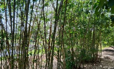 SE VENDE FINCA GANADERA DE 450 HECTÁREAS, EN SAN PELAYO CORDOBA 30 MILLONES HECTAREA