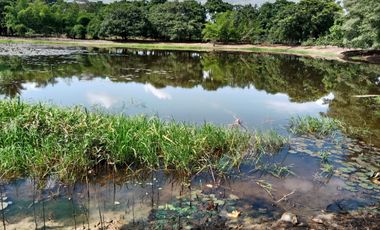 SE VENDE FINCA GANADERA DE 450 HECTÁREAS, EN SAN PELAYO CORDOBA 30 MILLONES HECTAREA