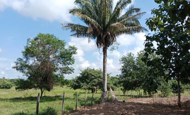SE VENDE FINCA GANADERA DE 450 HECTÁREAS, EN SAN PELAYO CORDOBA 30 MILLONES HECTAREA