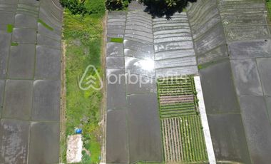 Bali Bliss: Your Slice of Serenity in Kedungu – Prime Land for Your Dream Escape!