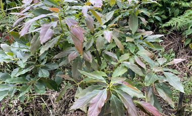FINCA Fenicia, Riofrío, Valle del Cauca, Colombia