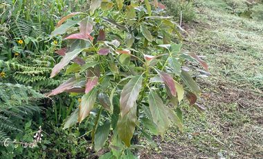 FINCA Fenicia, Riofrío, Valle del Cauca, Colombia