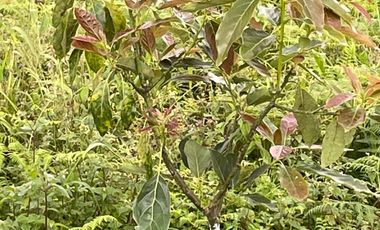 FINCA Fenicia, Riofrío, Valle del Cauca, Colombia