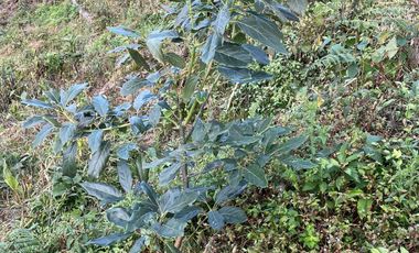 FINCA Fenicia, Riofrío, Valle del Cauca, Colombia