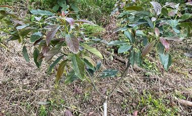 FINCA Fenicia, Riofrío, Valle del Cauca, Colombia