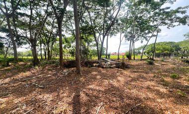 LOTES EN VENTA, SECTOR PALMA VERDE MONTERIA.