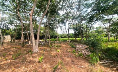 LOTES EN VENTA, SECTOR PALMA VERDE MONTERIA.