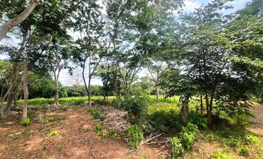 LOTES EN VENTA, SECTOR PALMA VERDE MONTERIA.