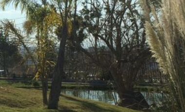 FRACC.VISTA REAL. Vive en contacto con la Naturaleza.   Aire puro, lagos, bosquecillos, 4 grados más fresco que abajo en QRO.,  Club social y deportivo muy completo, Seguridad 24/7.