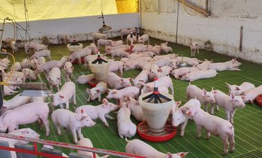 Se vende finca porcicola en Filandia Quindío 12 cuadras