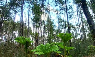 Venta de Parcela en Parque Volcanes, Ensenada, Puerto Varas