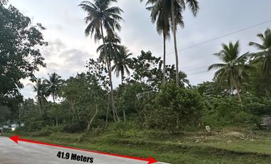 For SALE! 4,002 sqm Lot with 41.9 meters Provincial Road Frontage in Bungahan, Antequera, Bohol I BOHOLANA REALTY
