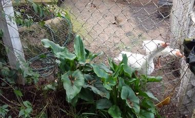 FINCA DE DESCANSO EN VENTA EN TENJO