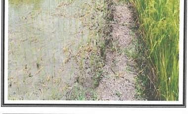 Tanah di Jl Raya Kedung Sumber balongpanggang Gresik