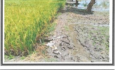 Tanah di Jl Raya Kedung Sumber balongpanggang Gresik