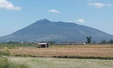 FOR SALE AGRICULTURAL LAND IN MAGALANG PAMPANGA NEAR ANGELES CITY FLYING CLUB