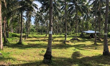 FARM LOT FOR SALE IN BACONG ID 14890