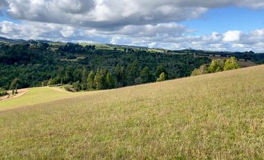 Campo de 87,6 hectáreas colindante a carretera, con río y a 15 min de Los Muermos