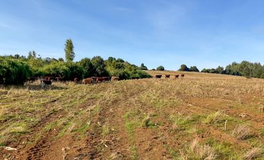 Campo de 87,6 hectáreas colindante a carretera, con río y a 15 min de Los Muermos