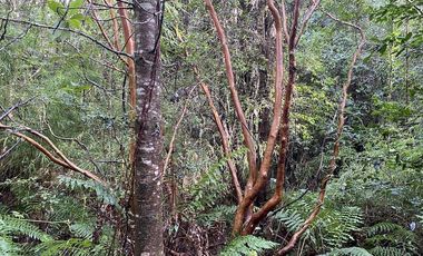 Parcela Country Pucon condominio privado con acceso privilegiada al lago