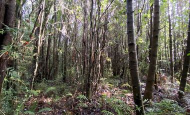 Parcela Country Pucon condominio privado con acceso privilegiada al lago