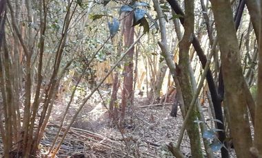 SE VENDE PROPIEDAD EN PUNTA QUIHUA, CALBUCO