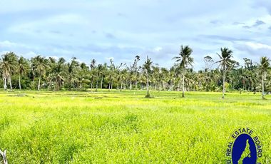 Farm Lot for Sale in Alcantara Cebu