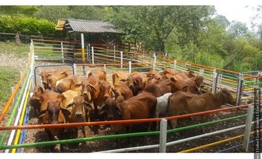 Vendo finca ganadera 60 cuadras en la Virginia  - Risaralda