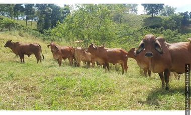 Vendo finca ganadera 60 cuadras en la Virginia  - Risaralda