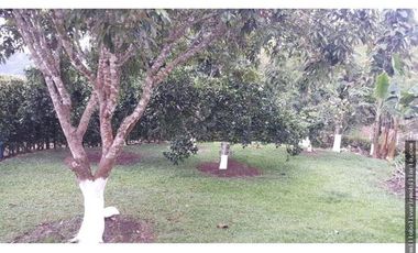Vendo finca ganadera 60 cuadras en la Virginia  - Risaralda