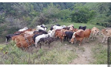 Vendo finca ganadera 60 cuadras en la Virginia  - Risaralda