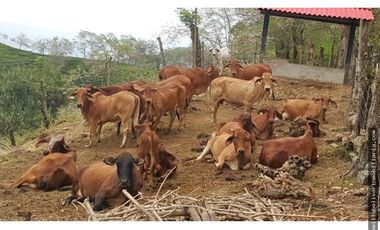 Vendo finca ganadera 60 cuadras en la Virginia  - Risaralda